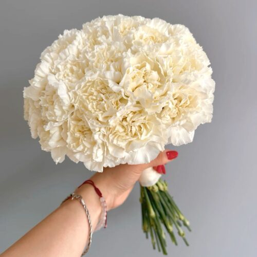 Ivory Carnation Cloud