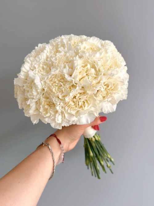 Ivory Carnation Cloud