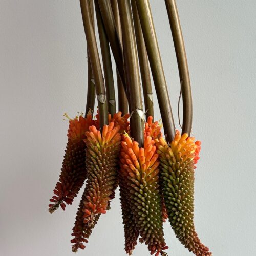 Exotic Torch (Kniphofia)