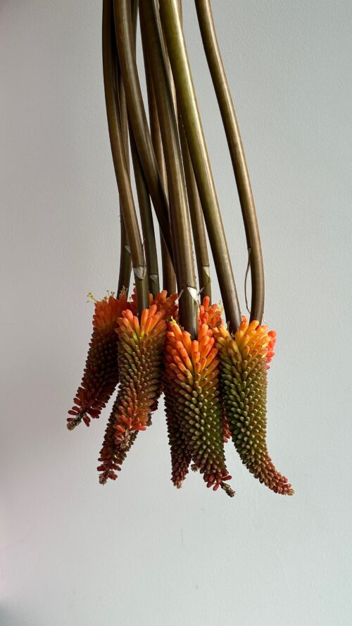 Exotic Torch (Kniphofia)