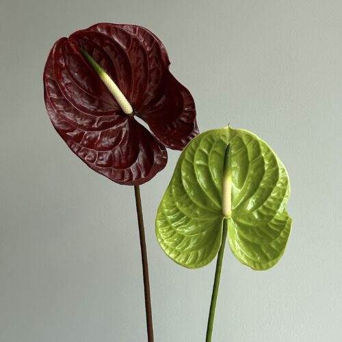Anthurium Duo