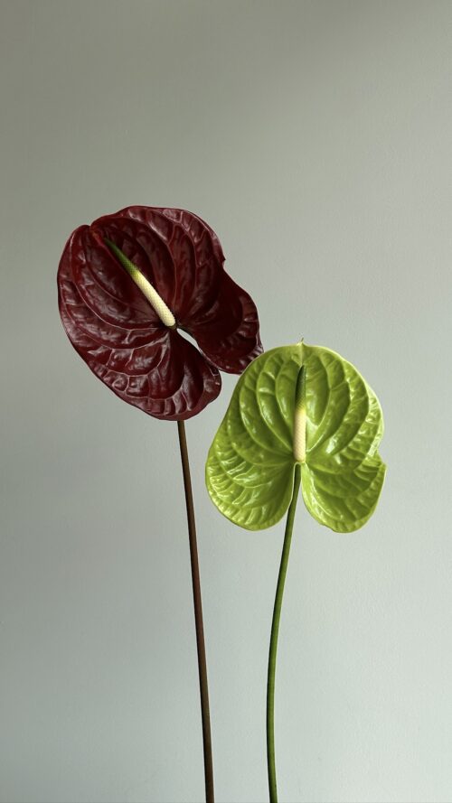 Anthurium Duo