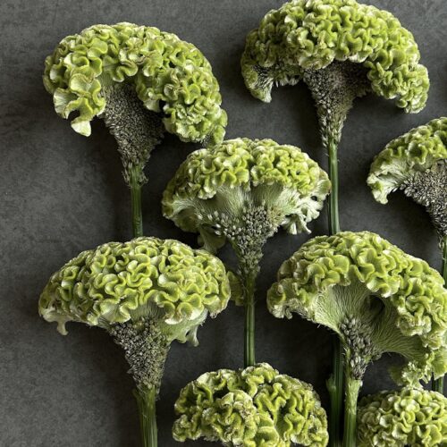 Green Coral Celosia