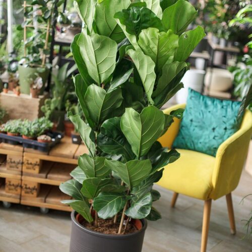 Fiddle Leaf Fig Tree
