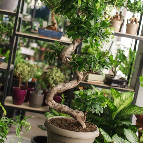 Curved Ficus Bonsai
