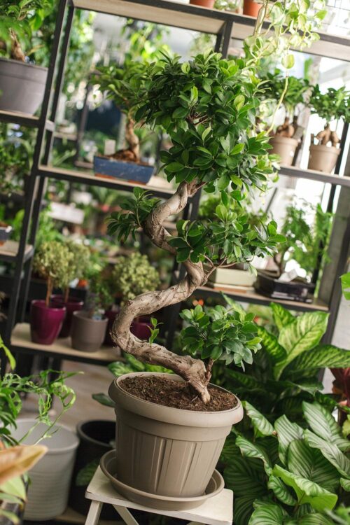 Curved Ficus Bonsai