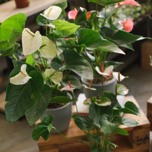 White & Blush Anthurium