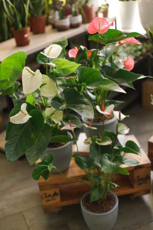 White & Blush Anthurium