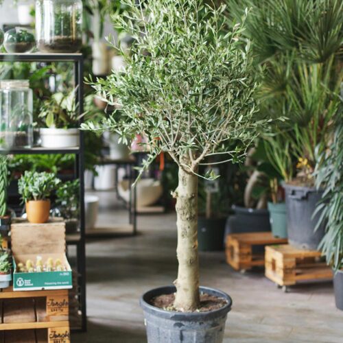 Olive Tree Indoor
