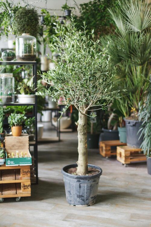 Olive Tree Indoor