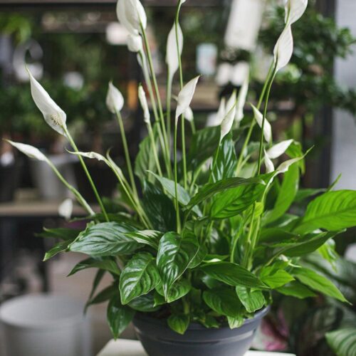 Peace Lily Classic