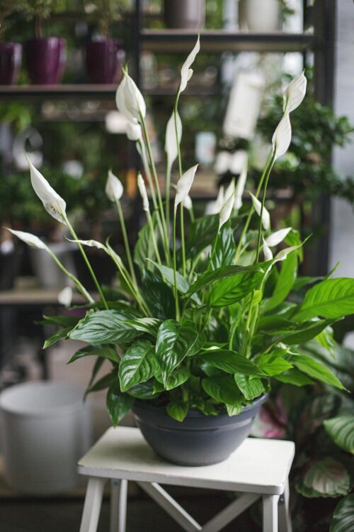 Peace Lily Classic