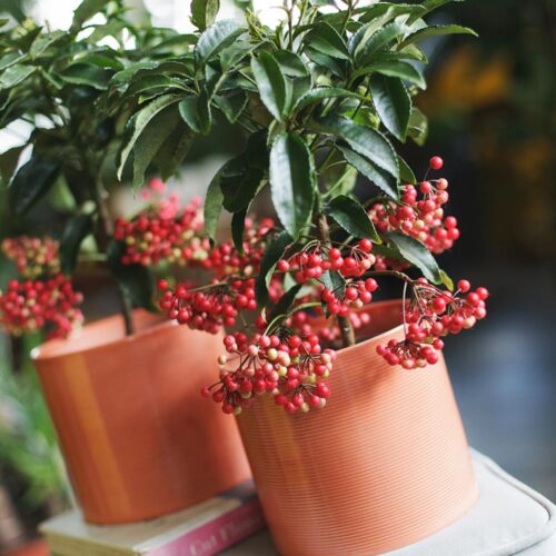 Red Berry Ardisia