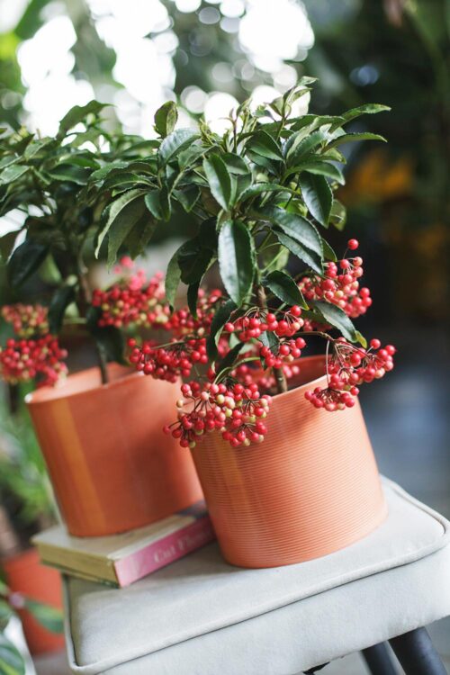Red Berry Ardisia
