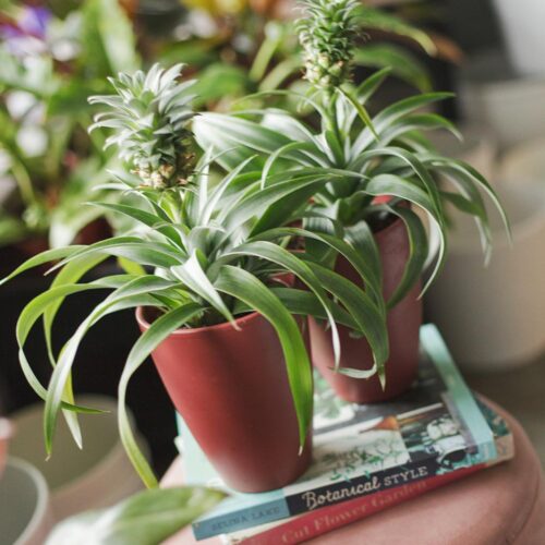 Mini Pineapple Plant