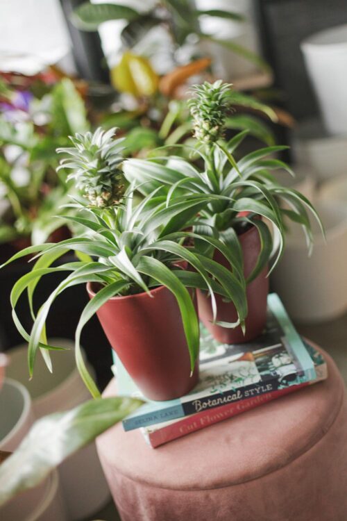 Mini Pineapple Plant