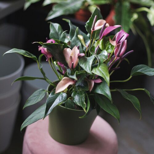 Pink Anthurium Compact