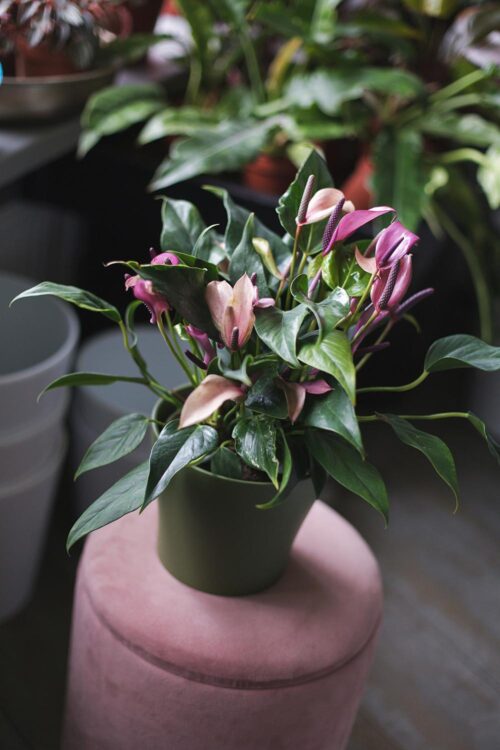 Pink Anthurium Compact