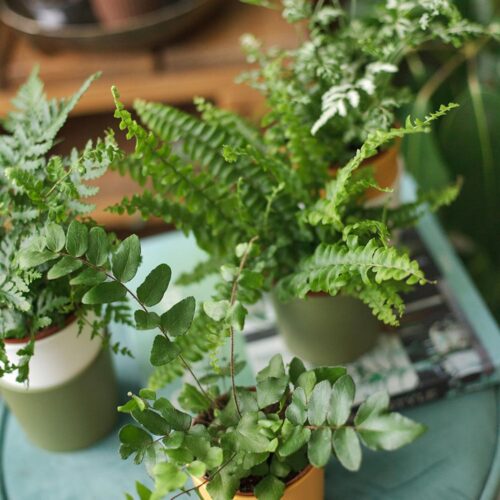 Mixed Fern Collection
