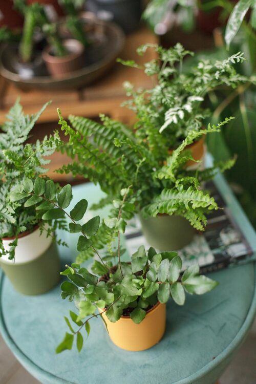 Mixed Fern Collection
