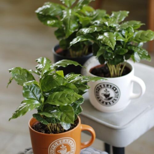 Coffee Plant Trio