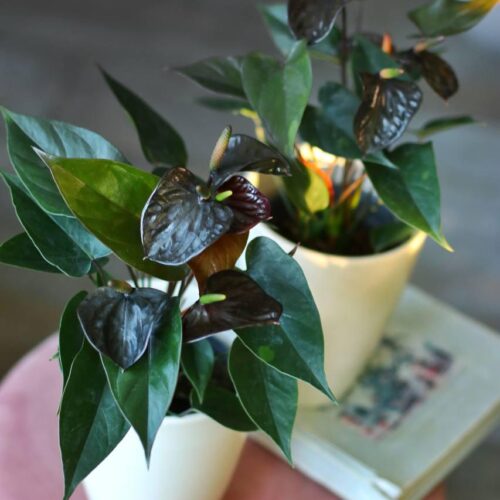 Black Anthurium Elegance