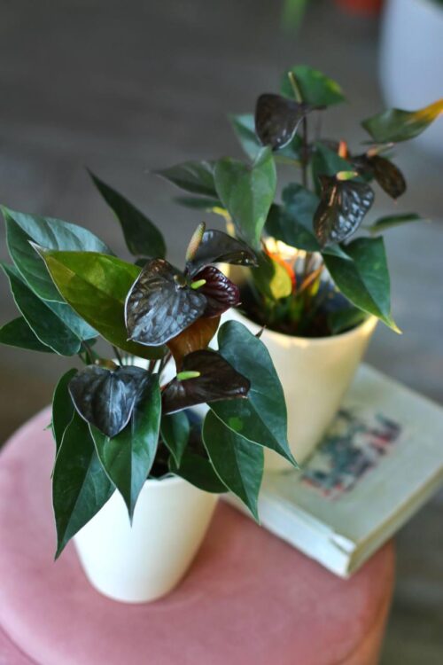 Black Anthurium Elegance