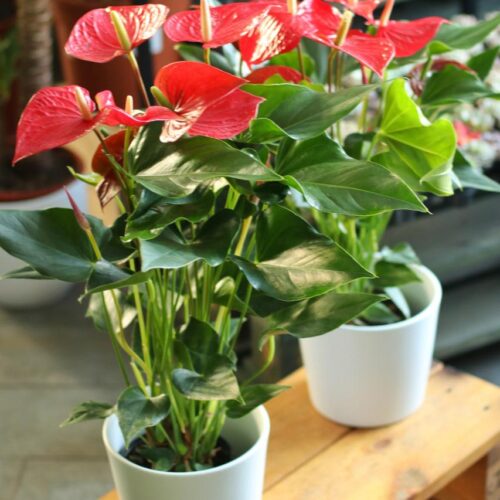 Red Anthurium Deluxe