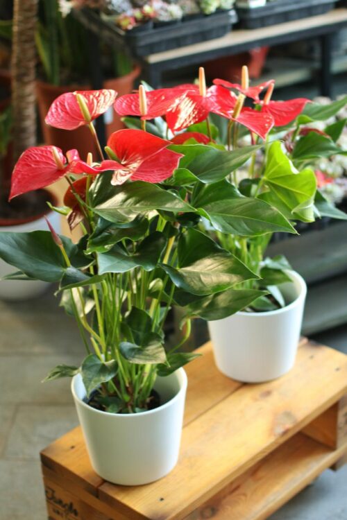 Red Anthurium Deluxe