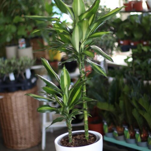 Dracaena Lemon Lime