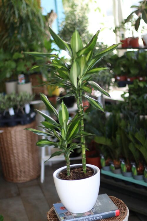 Dracaena Lemon Lime